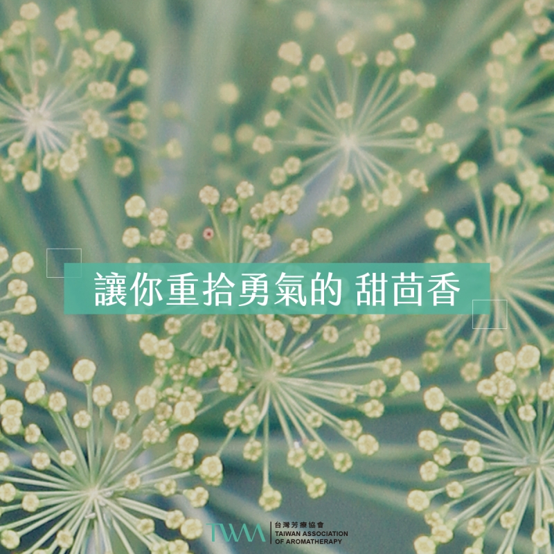 關於法國精油的那些小事
