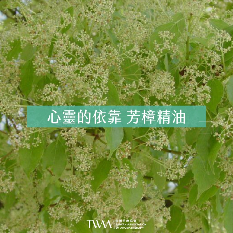 心靈的依靠 芳樟精油