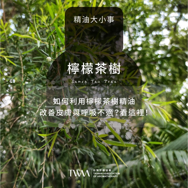 如何利用檸檬茶樹精油改善皮膚與呼吸不適？看這裡！