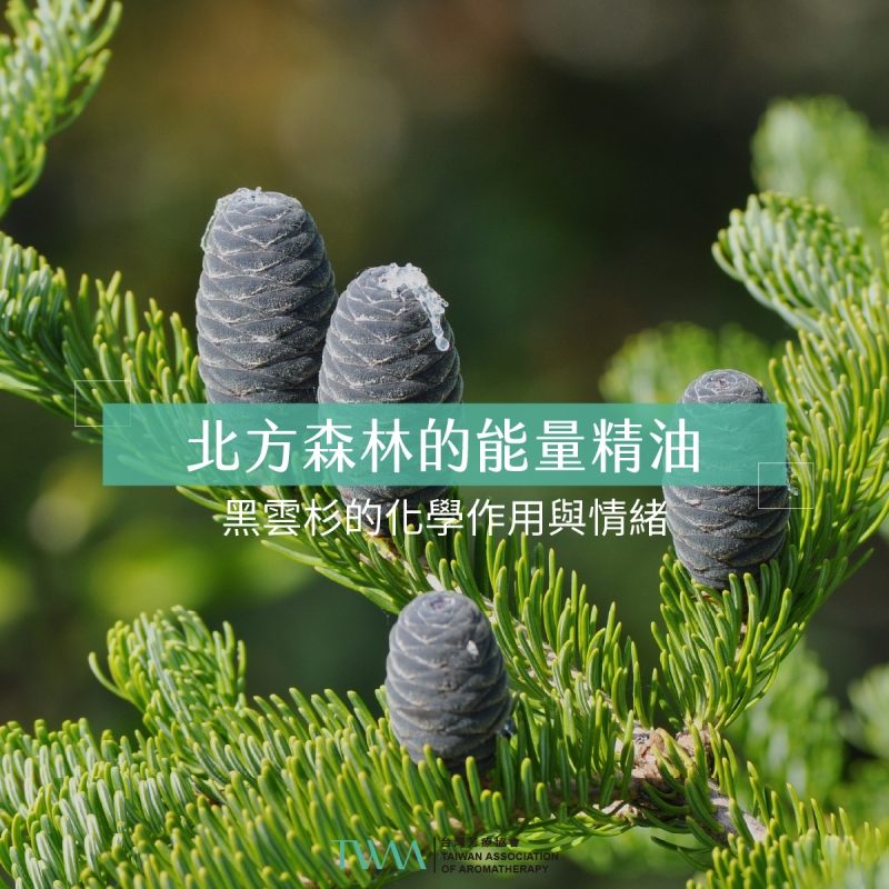 北方森林的能量精油：黑雲杉的化學作用與情緒安定功能
