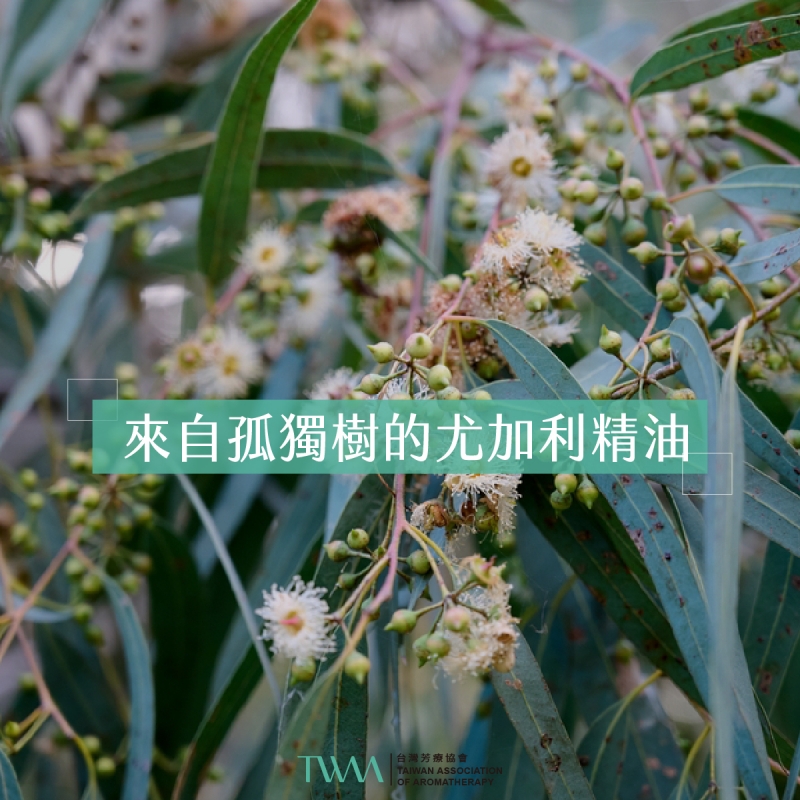 來自孤獨樹的尤加利精油