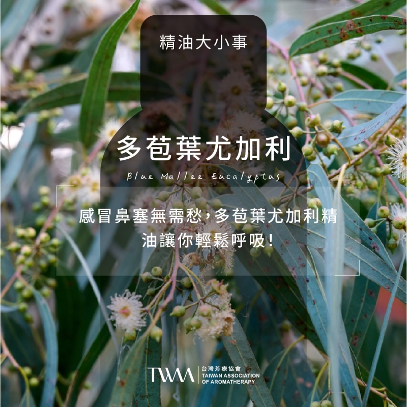 感冒鼻塞無需愁，多苞葉尤加利精油讓你輕鬆呼吸！