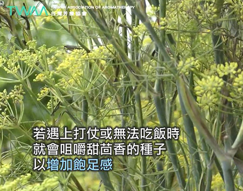 讓你重拾勇氣的 甜茴香精油．目的是為了增加飽足感