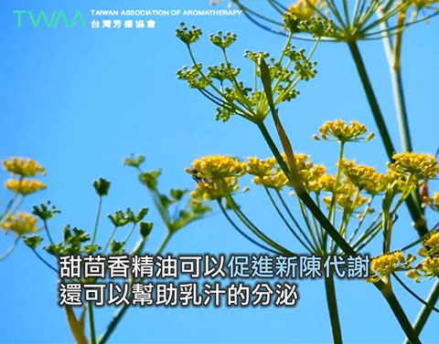 讓你重拾勇氣的 甜茴香精油．甜茴香精油有助於促進新陳代謝