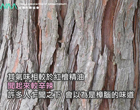 台灣扁柏精油 Hinoki．扁柏精油聞起來較辛辣