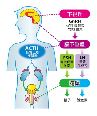 男性也有生理期? 芳療法對症男性生理週期與困擾處方TWAA台灣芳療協會