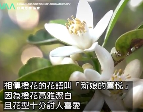橙花