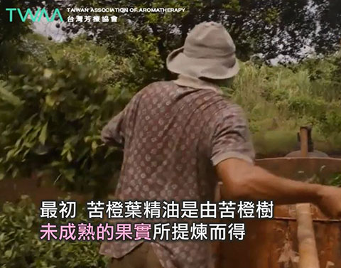 窮人的橙花 苦橙葉精油．苦橙葉精油是油苦橙樹的果實所提煉精油的