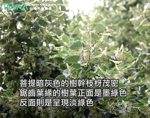 葉如羽毛的 菩提花精油．菩提樹的樹葉正面是墨綠色的