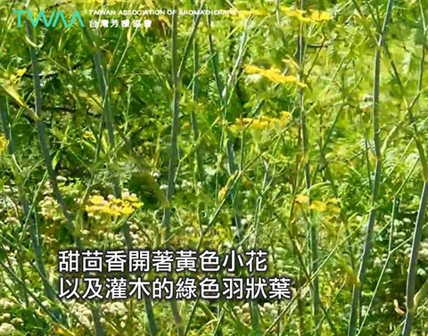 讓你重拾勇氣的 甜茴香精油．甜茴香會開黃色小花