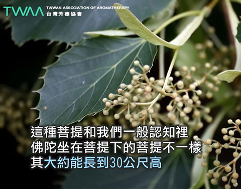 葉如羽毛的 菩提花精油．此種菩提樹大約能長到30公尺高