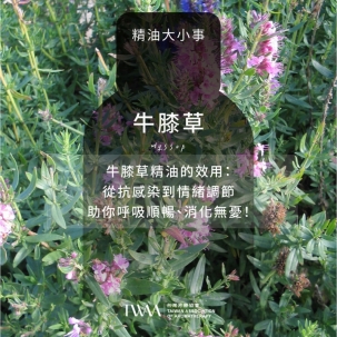 牛膝草精油怎麼用？香氣特色、精油搭配與神經毒性安全注意事項