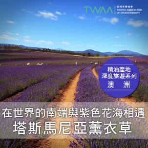 在世界的南端與紫色花海相遇—塔斯馬尼亞薰衣草 在世界的南端與紫色花海相遇—塔斯馬尼亞薰衣草