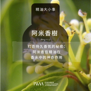 打造持久香氛的秘密：阿米香樹精油在香水中的神奇作用