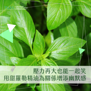 壓力再大也能一起笑：用甜羅勒精油為關係增添幽默感
