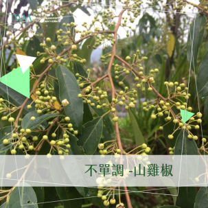 不單調 -山雞椒 / 精油心情故事