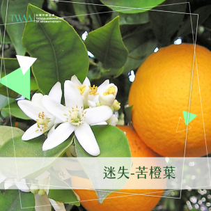 迷失-苦橙葉 / 精油心情故事