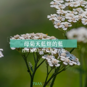 母菊天藍烴的藍：西洋蓍草的抗炎修復力量