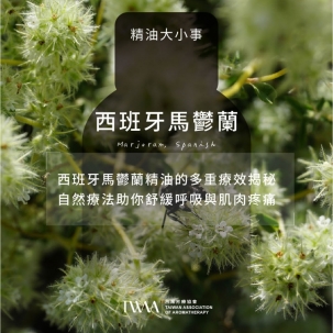 西班牙馬鬱蘭精油的多重療效揭秘！自然療法助你舒緩呼吸與肌肉疼痛！