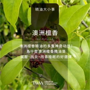 澳洲檀香精油的多重神奇功效！為什麼澳洲檀香精油是減壓、抗炎、改善睡眠的好選擇