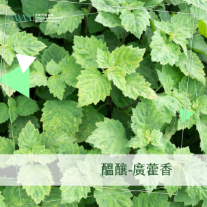 醞釀-廣藿香 / 精油心情故事