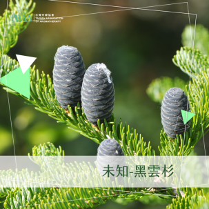 未知-黑雲杉 / 精油心情故事