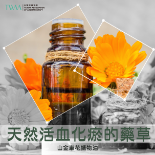 天然活血化瘀的藥草 山金車花植物油