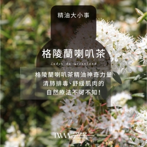 格陵蘭喇叭茶精油神奇力量！清肺排毒、舒緩肌肉的自然療法不可不知！