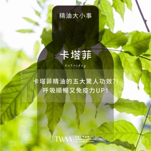 卡塔菲精油的五大驚人功效?!呼吸順暢又免疫力UP！