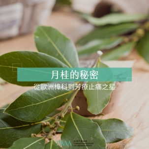 月桂的秘密：從歐洲樟科到芳療止痛之星