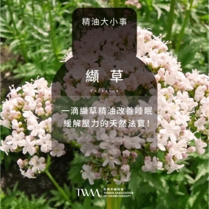 一滴纈草精油改善睡眠，緩解壓力的天然法寶！